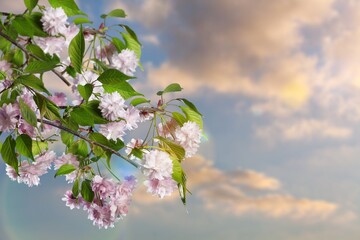 Poster - Spring beautiful nature concept. Flowers on branch, blooming tree.  Abstract blossoming blurry.