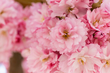 close up view of blossoming pink flowers of cherry tree.