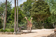 giraffe in the zoo