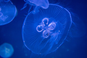 Wall Mural - jellyfish in the water