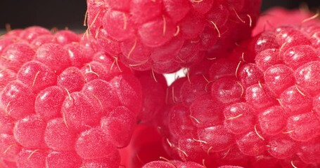 Wall Mural - Close-up of fresh raspberries. Beautiful raspberry background. Macro raspberry.