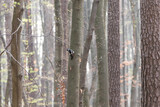 Fototapeta Zwierzęta - Dzięcioł duży , ptak na drzewie, Dendrocopos major