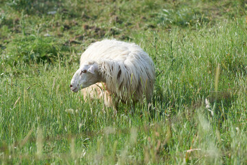 grazing sheep in late spring