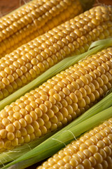 Wall Mural - Closeup of fresh organic corn