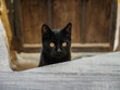 gato mirar negro ojos misterio animal  