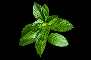 Mint leaf closeup isolated on black background