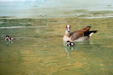An Egyptian Goose Swimming With Its Goslings