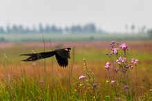 A Long-tailed Widow Flying In The Rietvlei Nature Reserve With Pink Flowers In The Foreground