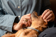 Crop View Of A Woman Gently Petting The Ears Of Her Totally Relaxed Small Dog, Who Is Lying Upside Down, Belly Up. The Woman Wears A Denim Shirt And Silver Rings.

