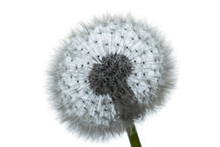 Delicate Photograph Of A Dandelion Seed Head Against A White Background
