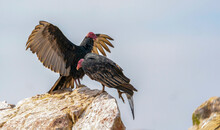 Two Turkey Vulture