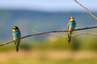 Bee eater birds (Merops apiaster) in various postures