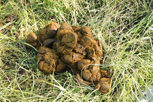 Fresh Horse Droppings On The Pasture