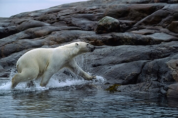 Poster - Polar bear running onto rock island