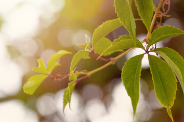 Wall Mural - fresh healthy green bio background with green leaves, abstract blurred foliage and bright summer sun