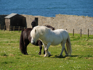 Wall Mural - Die Shetland-Inseln in Schottland