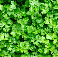 Garden of organic Italian flat leaf green parsley leaves in filled frame