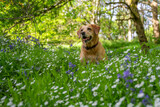 Fototapeta Na ścianę - Suczka rasy labrador siedzi w trawie na kwitnącej łące. 