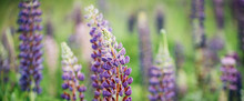 Blooming Macro Lupine Flower. Lupinus Field With Pink Purple And Blue Flowers. Sunlight Shines On Plants. Gentle Warm Soft Colors, Blurred Natural Background. Summer Banner