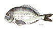 Sea bream fish hand drawn realistic illustration