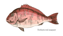 Red Snapper Hand Drawn Realistic Illustration
