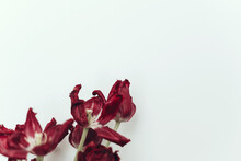 Faded Tulips. Withered Red Flowers Bouquet On White Background. Floral Composition, Wallpaper