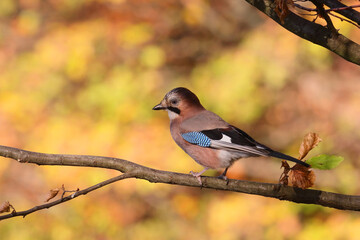 the eurasian jay (garrulus glandarius) standing on a tree in a windy autumn day.this bird is a speci