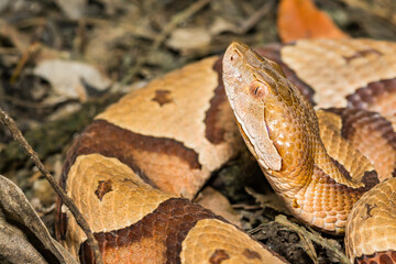 Wall Mural - Eastern Copperhead Snake - Agkistrodon contortrix