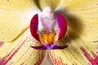 Nahaufnahme Detail einer Orchideenblüte 