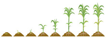 Cultivation Sugarcane, Stages Growth. Phases Maturation Plants.