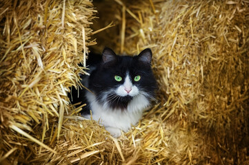 Wall Mural - the cat lies on the hay