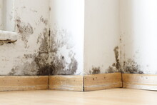 Damp Buildings Damaged By Black Mold And Fungus, Dampness Or Water. Infiltration, Insulation And Mold Problems In The Wall Of The House