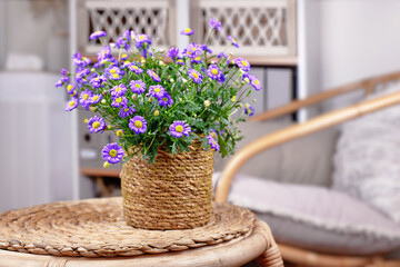 Blooming purple rocky daisy flowers in basket pot on table