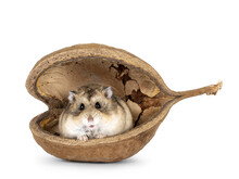 Brown Campbelli Hamster Sitting In Empty Dried Duddha Nut, Looking Towards Camera. Isolated On A White Background.
