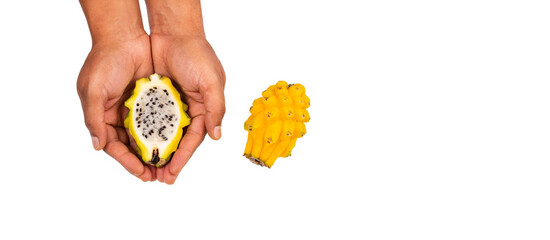 Wall Mural - Yellow sweet pitahaya in the farmer's hand - Selenicereus megalanthus