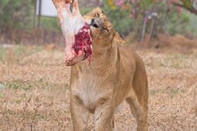 Lioness Eating A Piece Of Meat. High Quality Photo