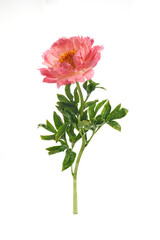 Sticker - Beautiful pink peony flowers isolated on white background