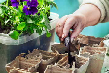 Wall Mural - women's hands transplant flowers into peat pots. High quality photo