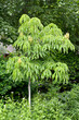 Horse chestnut yellow (Aesculus flava Sol.). General view of a young tree