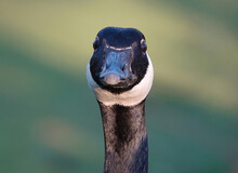 A Closeup Of A Canada Goose Looking At The Camera Against A Defocused Green Background. 
