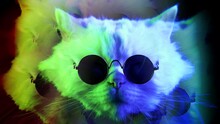 Looped Amazing Cat In Round Sunglasses Eyewear On Black Background. Kaleidoscope Boomerang Effect. Colorful Neon Light. Cute Dancing Head, Well-groomed Pet.