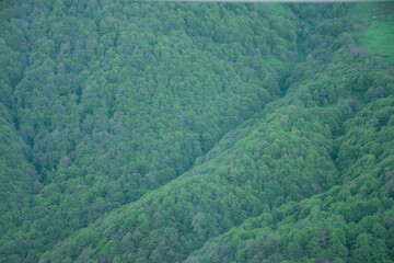 green beautiful forest in the mountains