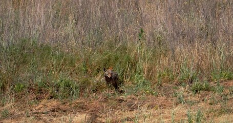 Poster - Coyote  in tall grass in slow motion 