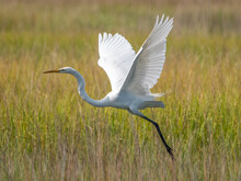 Great Egret Taking Off To Fly Out Of The Marsh