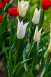 Tulip White Triumphator in spring garden