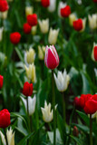 Fototapeta Tulipany -  White and red tulip in spring garden