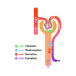 Scientific Designing of Urine Formation. Glomerular Filtration, Reabsorption And Secretion. Colorful Symbols. Vector Illustration.