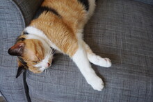 Calico Cat Sleeping On Blue Upholstered Chair