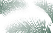 Palm Leaf Botanical Frame