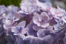 Pastel Violet Hydrangea Close Up